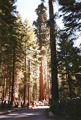 1997 - USA 185 (Sequoia National Park, CA)